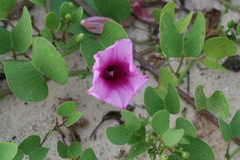 Ipomoea pes-caprae